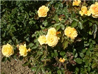9141a0a4-Picture 3099.jpg